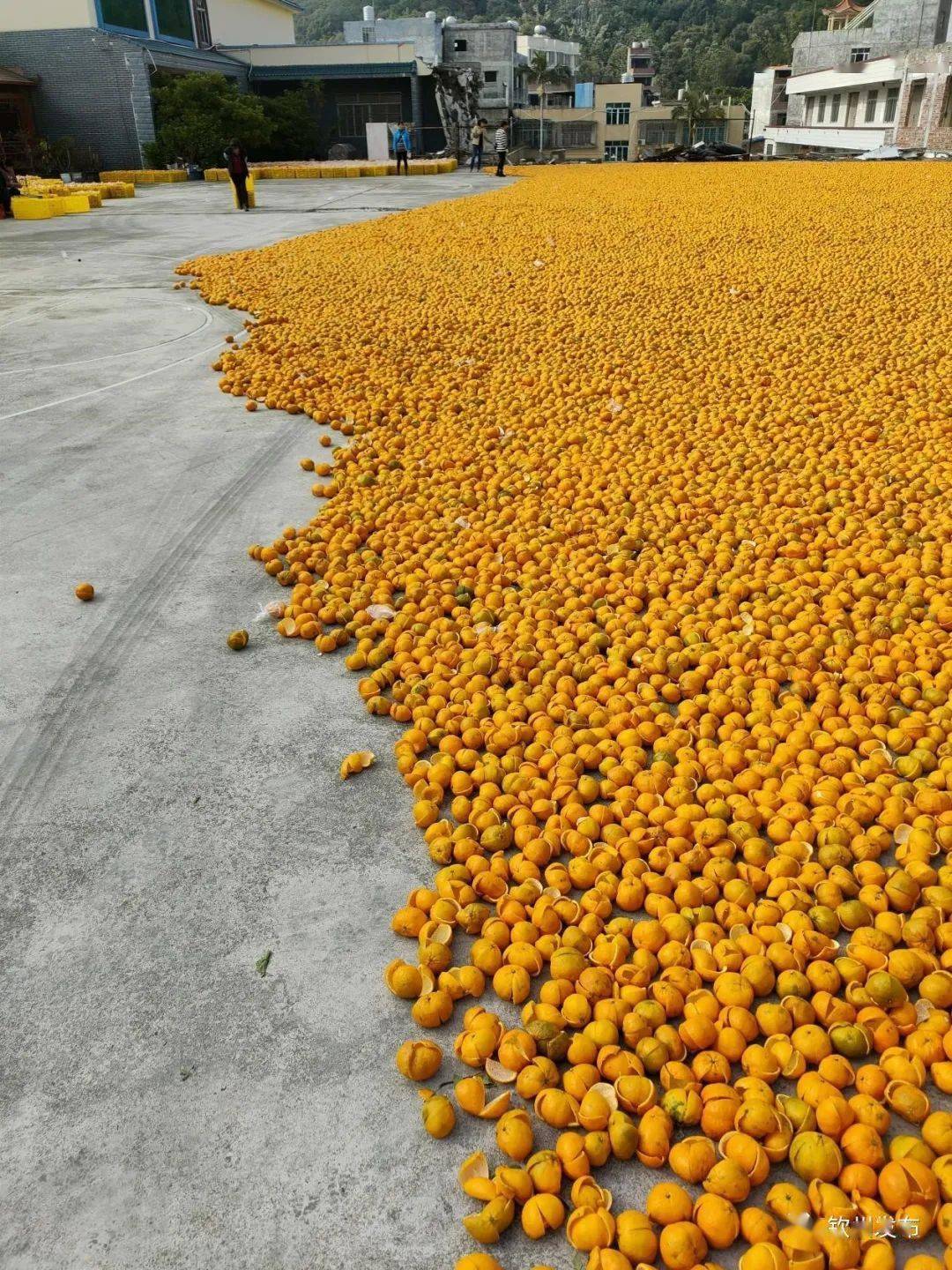 广西陈皮产业_西部地区鼓励类产业目录 广西_广西南宁再生资源产业基地